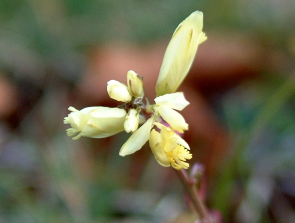 Polygala flavescens / Poligala gialla